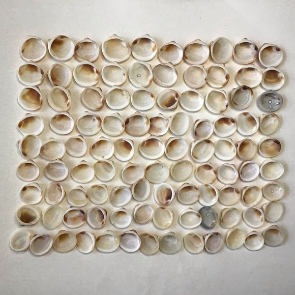 Seashells 100 Bittersweet Clam Shells 1” to 1-1/2” Natural Beach Art Craft Decor - Picture 6 of 6